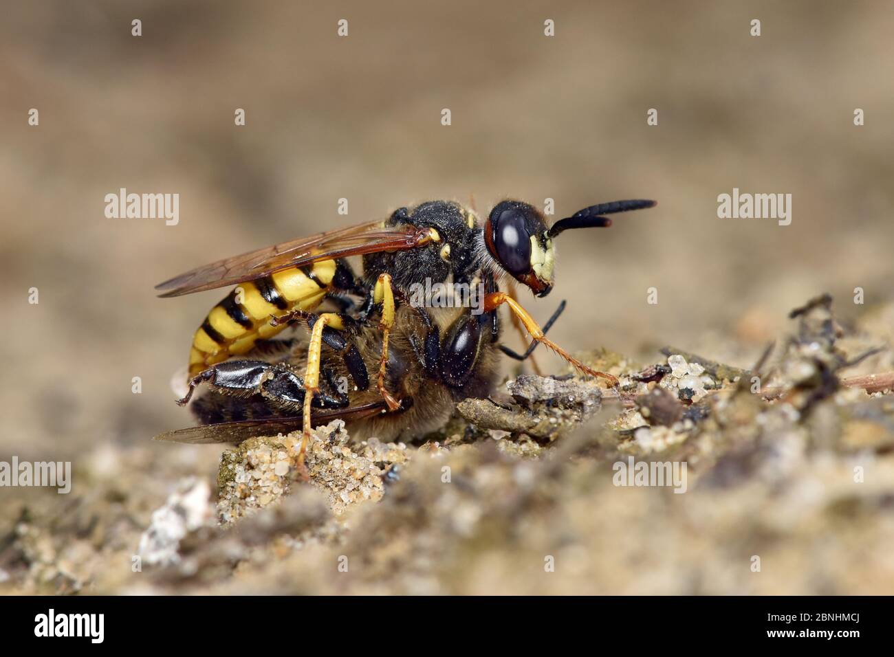 Bee killer wasp / Beewolf (Philanthus triangulum) femmina con ape paralizzata miele su brughiera sabbiosa, Surrey, Inghilterra, Regno Unito, agosto Foto Stock