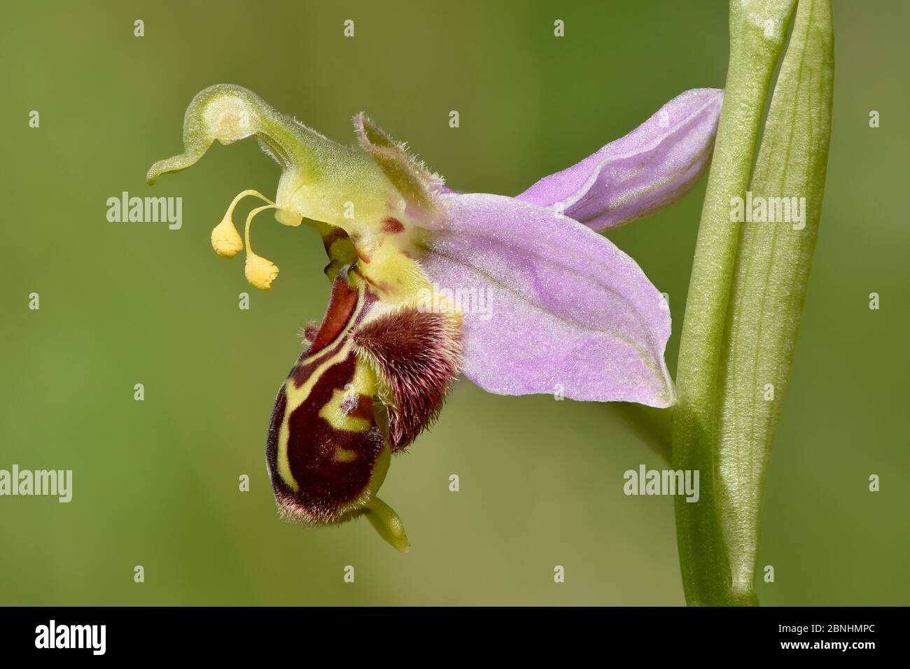 Fiore di orchidea dell'ape (Ophrys apifera) che mostra pollinia, Bedfordshire, Inghilterra, Regno Unito, giugno . Mettere a fuoco l'immagine impilata Foto Stock