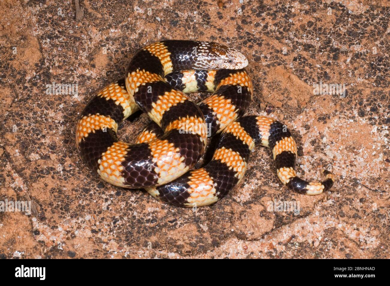 Southern Banded Snake (Simoselaps bertholdi) Lake Cronin Nature Reserve, Australia Occidentale. Specie leggermente velenose. Foto Stock