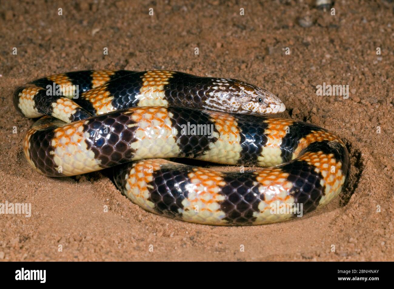 Southern Banded Snake (Simoselaps bertholdi) Lake Cronin Nature Reserve, Australia Occidentale. Specie leggermente velenose. Foto Stock