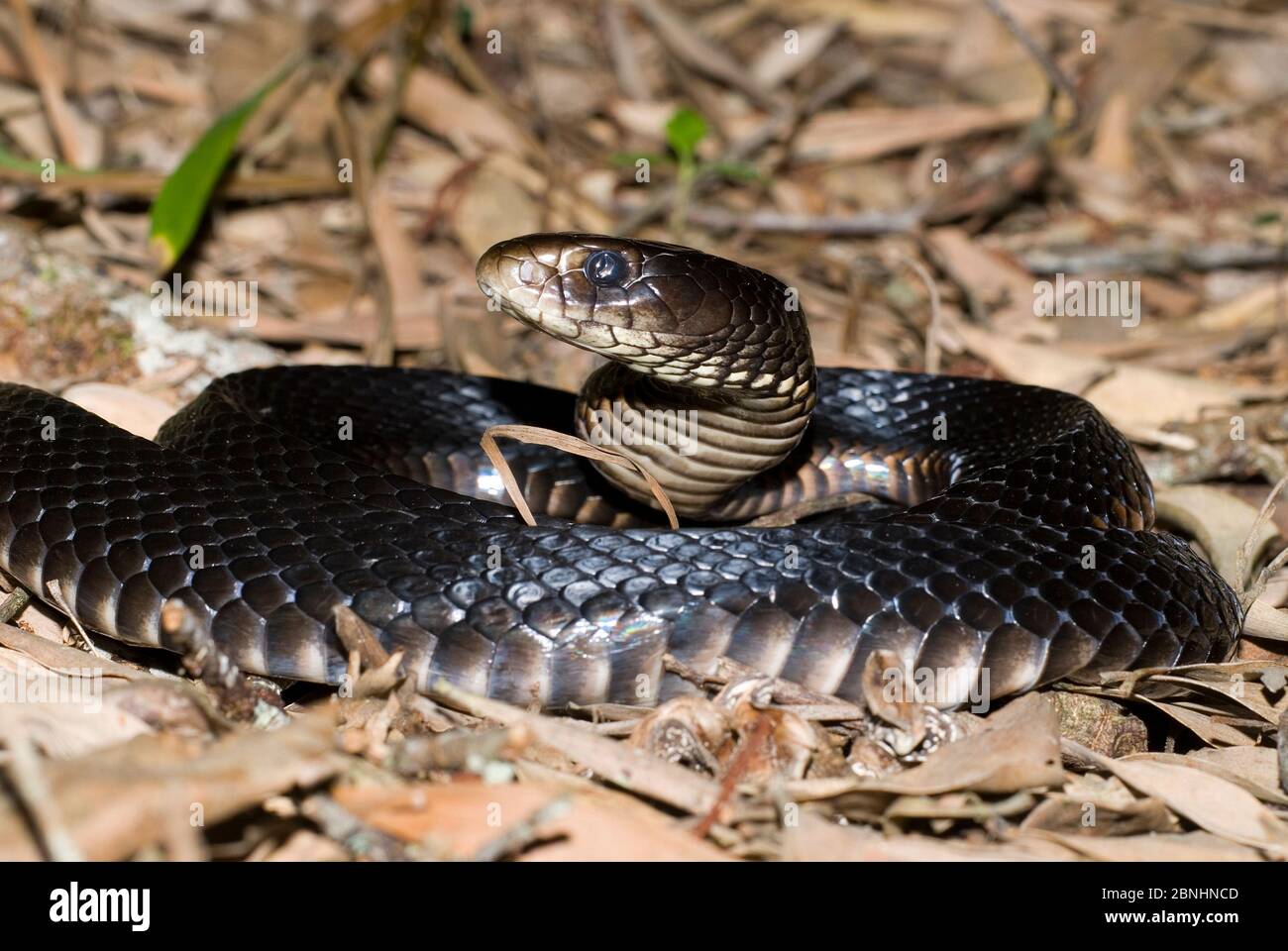 Serpente nero con le sue decorazioni rosse (Pseudichis porfiriacus) poco prima di impastare la sua pelle, Herbert River NP, Queensland nord-orientale, Australia. Pericoloso Foto Stock