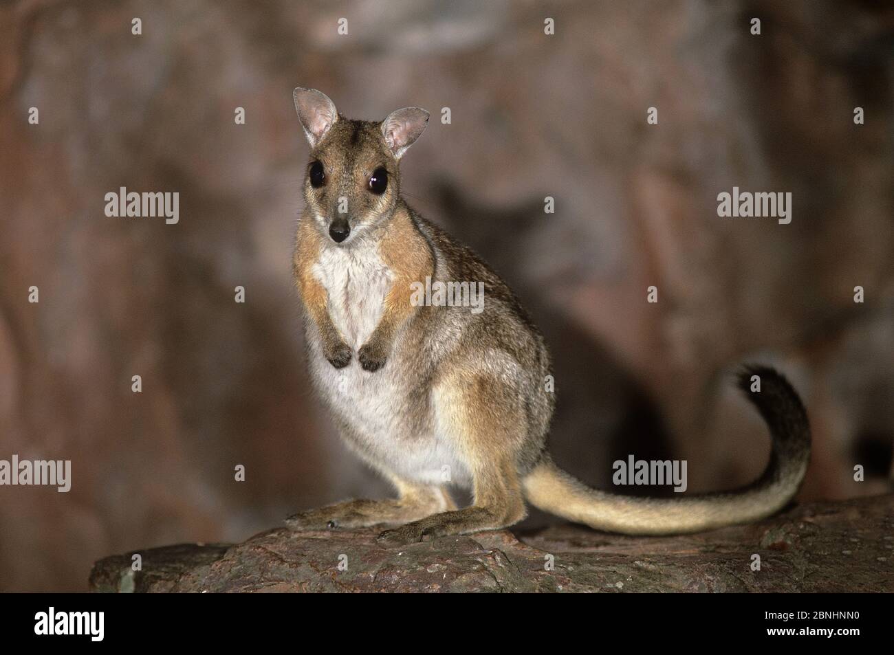 Wilkins wallaby rock (Petrogale wilkinsi) di notte Litchfield National Park, territorio del Nord, Australia. Agosto . Foto Stock