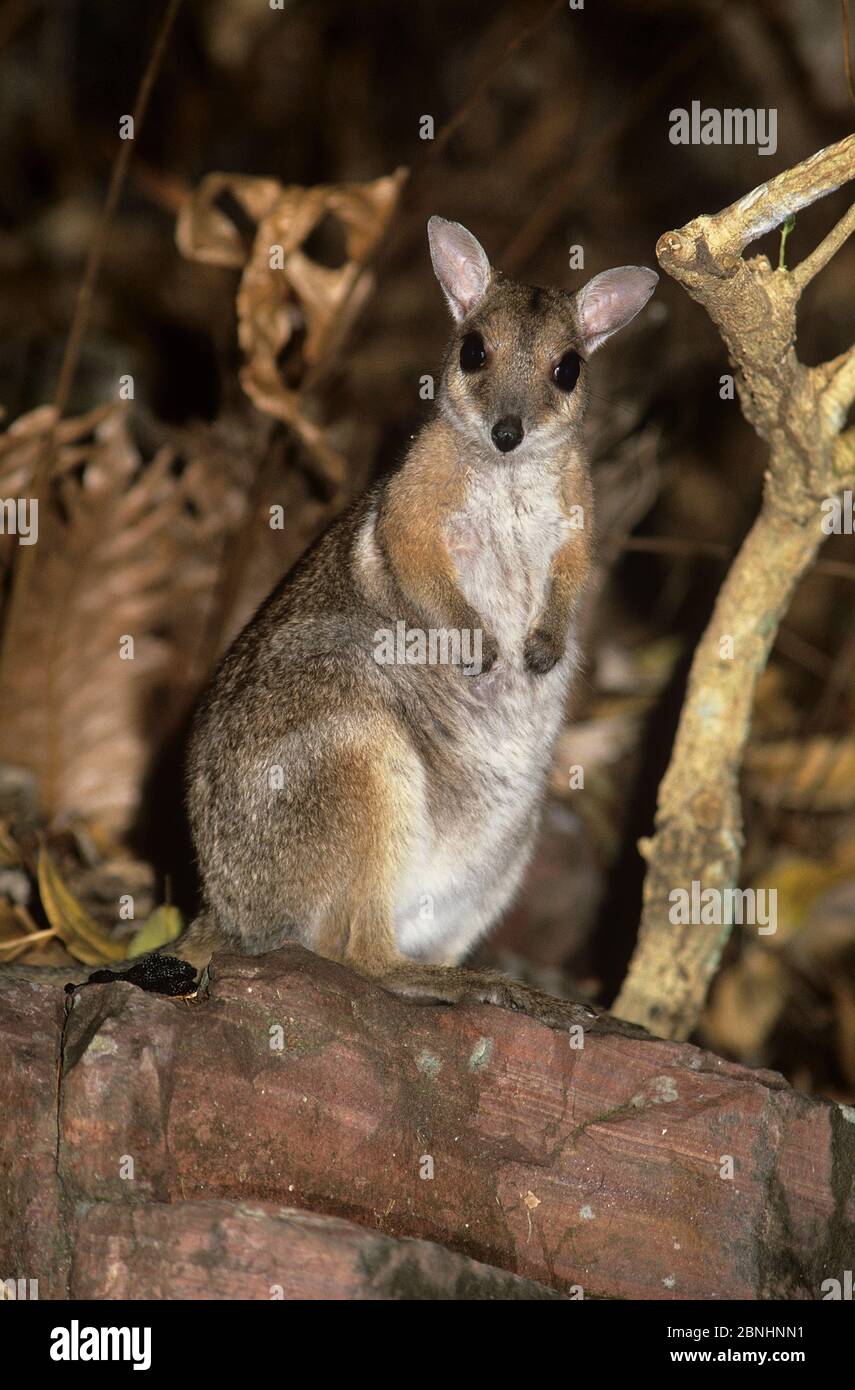 Wilkins wallaby rock (Petrogale wilkinsi) di notte Litchfield National Park, territorio del Nord, Australia. Agosto . Foto Stock