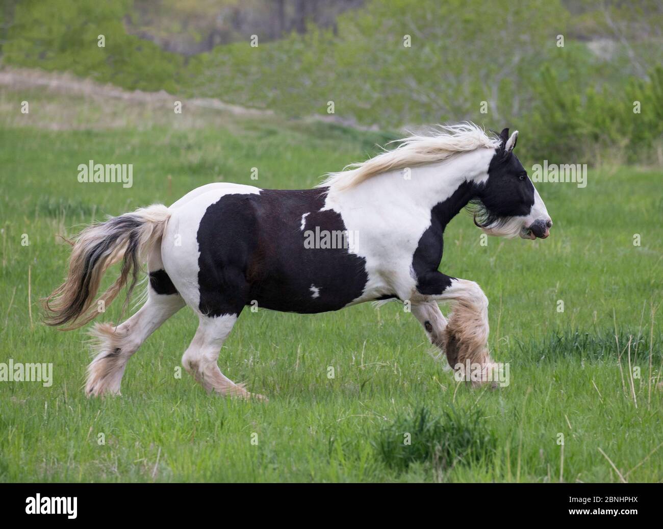 Zingaro sovrappeso vanner mare, di 11 anni di età al salvataggio di cavalli Happy Dog Ranch, Littleton, Colorado. Foto Stock