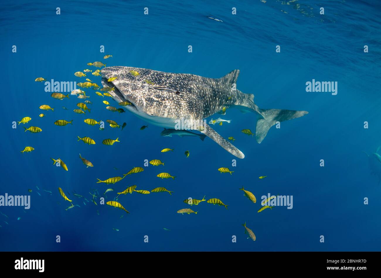 Squalo balena (Rhincodon typus) e carango (Gnathanodon speciosus) Cenderawasih Bay, Papua occidentale, in Indonesia. Foto Stock