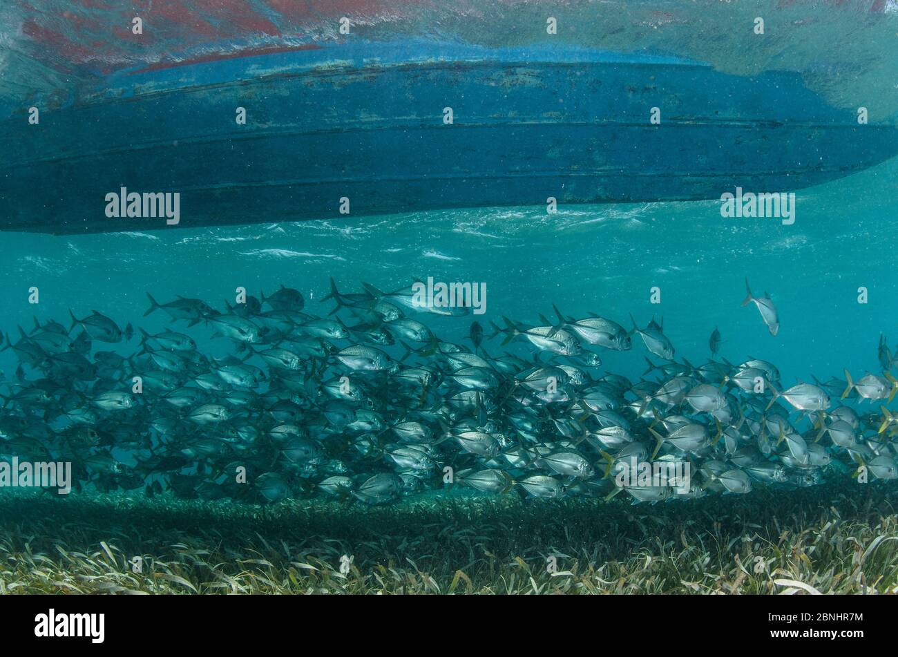 Horse-eye Jacks (Caranx latus) sotto barca, Shark Ray AlleyHol Chan Riserva Marina, Belize barriera Corallina, Belize. Foto Stock