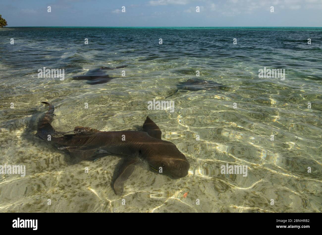 Squali nurse (Ginglymostoma cirratum) in squali, Halfmoon Caye, Atollo Lighthouse Reef, Belize Foto Stock