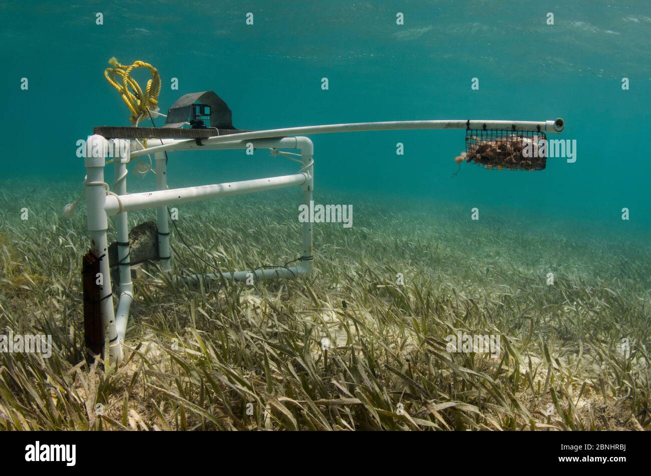Monitoraggio BRUV (video sottomarino remoto in baita) da PARTE DI MAR Alliance. Una ricerca minima o non invasiva di grandi pesci marini, squali, razze e tartarughe. Foto Stock