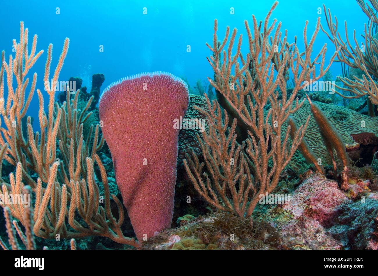 Spugna rosa vaso (Niphati digitale) e canne porose mare (Pseudoplexaura sp.) Riserva marina di Hol Chan, Belize. Foto Stock