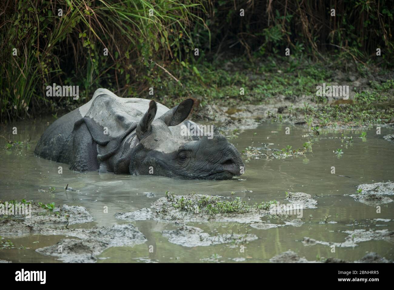 Rinoceronte indiano (rinoceronte unicornis) che allena in acque fangose, Kaziranga National Park, Assam, India nord-orientale. Foto Stock