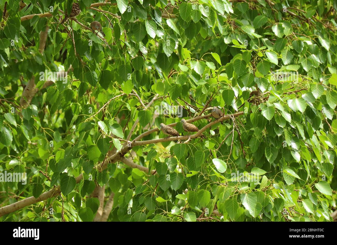 Gruppo di Wild Zebra Doves dormendo e preening su un grande albero Foto Stock