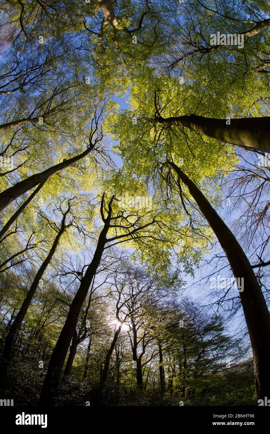 Baldacchino di alberi di faggio (Fagus silvatica) che entrano in foglia in primavera bosco, Buckholt Siti di interesse scientifico speciale (SSSI), Gloucestershire Foto Stock