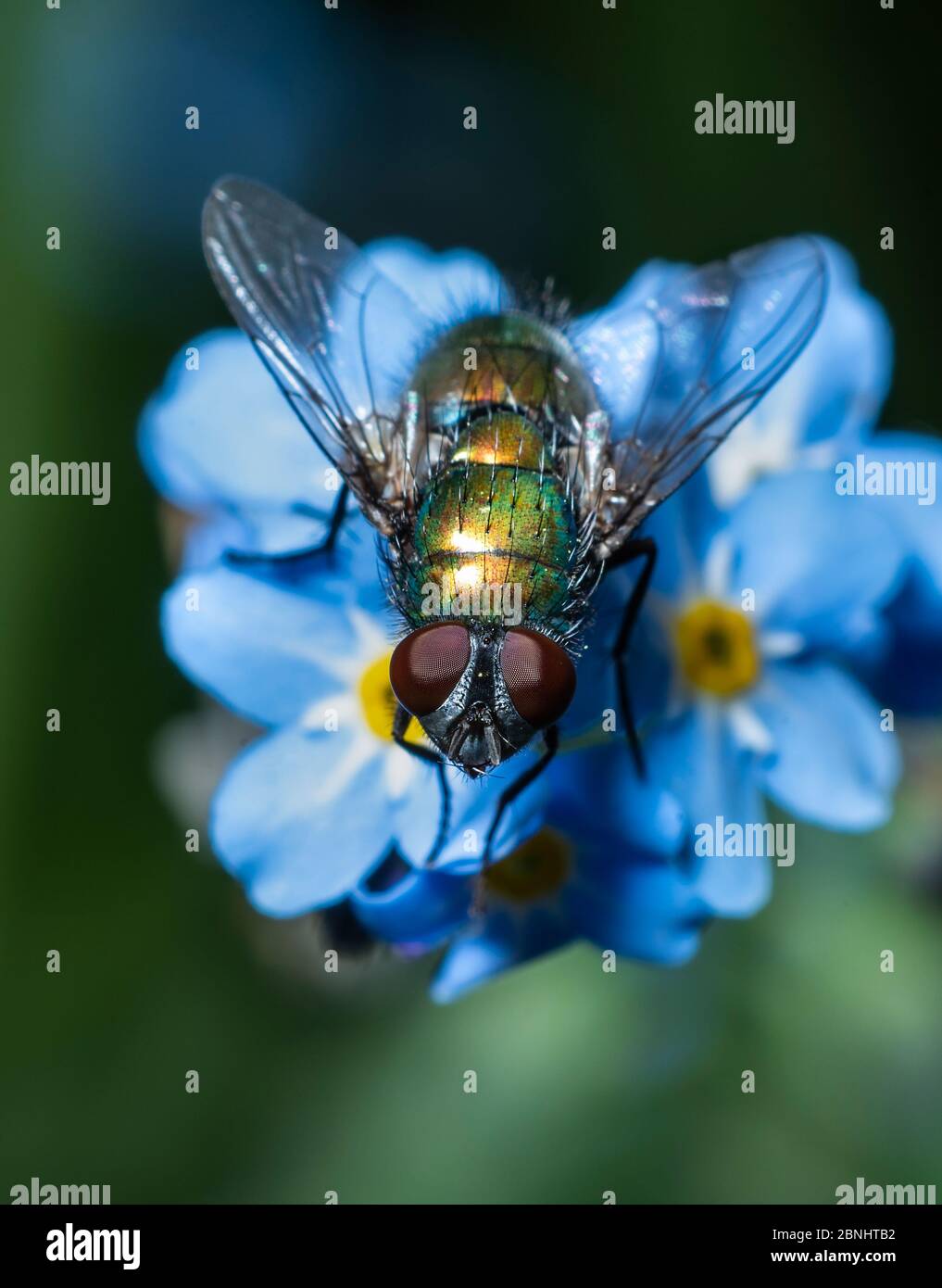 Greenbottle Fly da un fiore Forget-Me-Not, Regno Unito Foto Stock