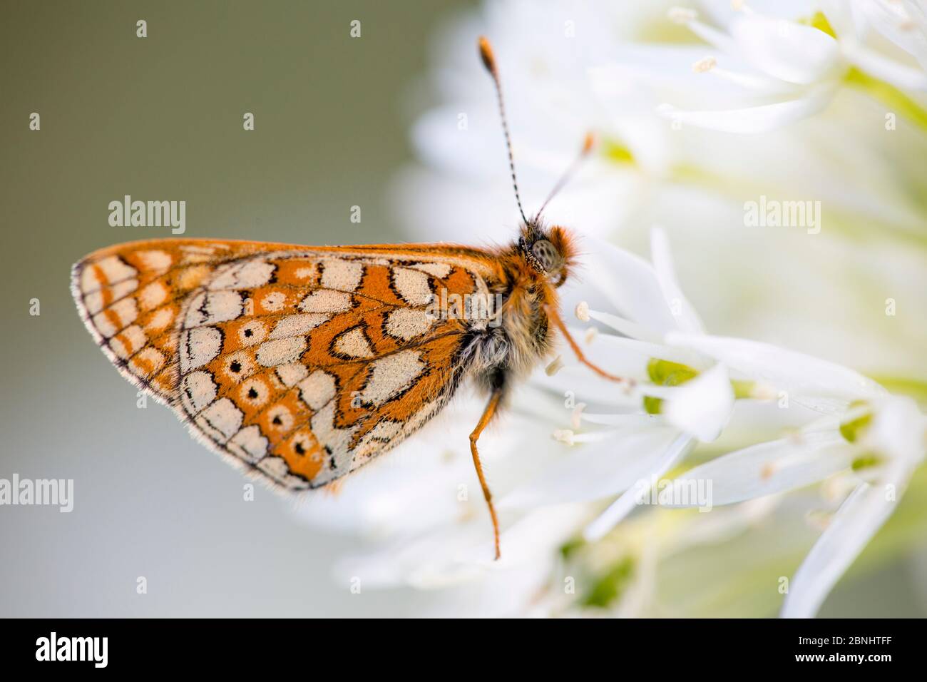 Marsh fritillary butterfly (Euphydrayas aurinia) alimentazione su aglio selvatico / Ramsons (Allium ursinum) presso le banche di fragola, Gloucestershire Wildlife Trust Foto Stock