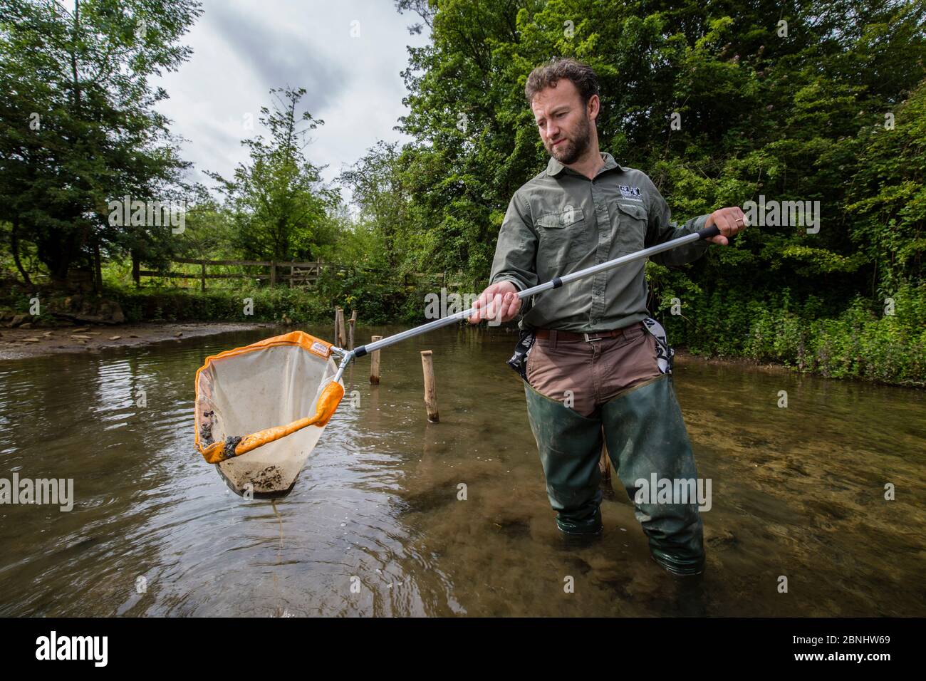 Will Masefield of Gloucestershire Wildlife Trust prelievo di campioni per l'indagine sulla biodiversità sul fiume Windrush, GWT Brassey Nature Reserve, Gloucestersh Foto Stock