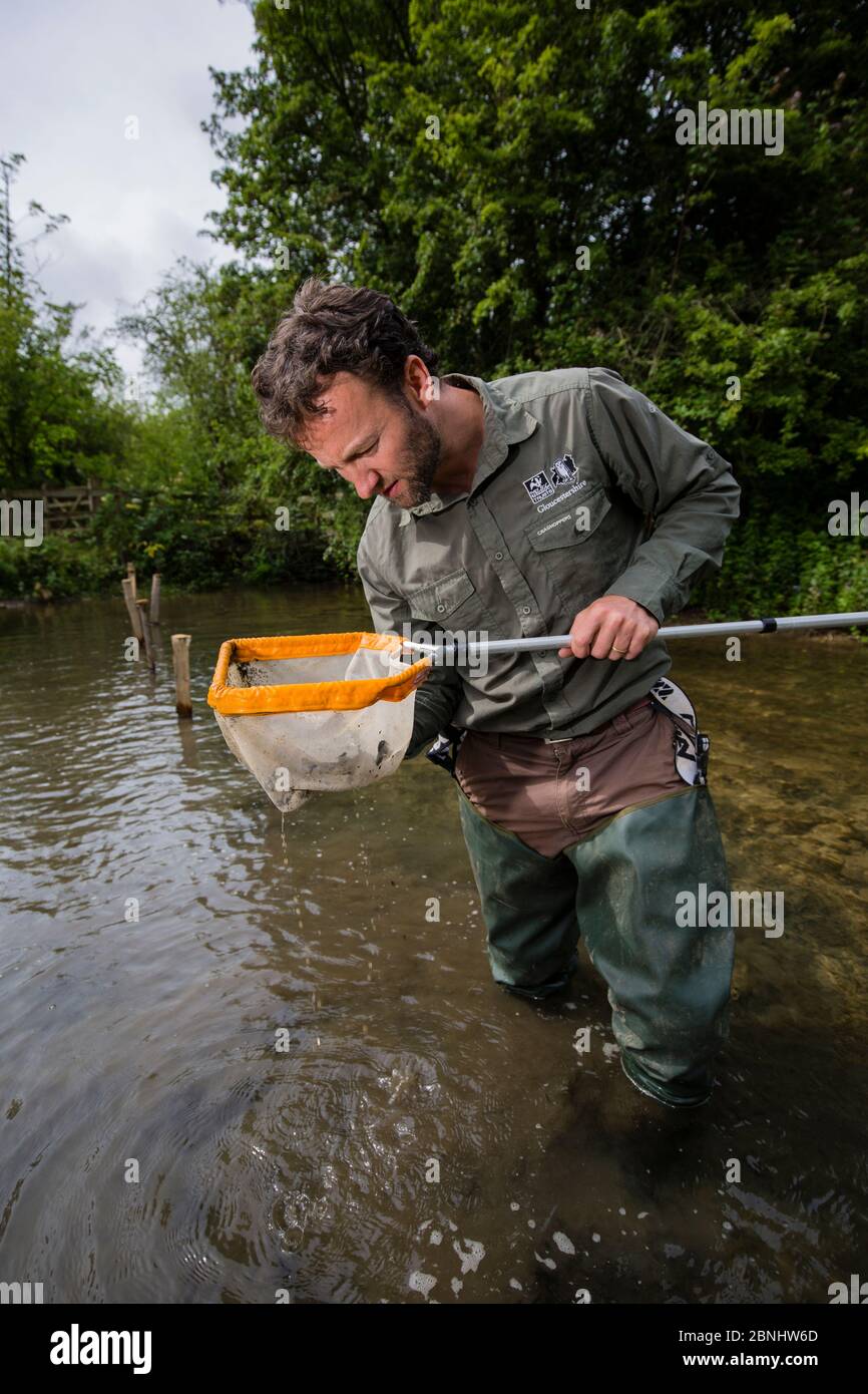 Will Masefield of Gloucestershire Wildlife Trust prelievo di campioni per l'indagine sulla biodiversità sul fiume Windrush, GWT Brassey Nature Reserve, Gloucestersh Foto Stock