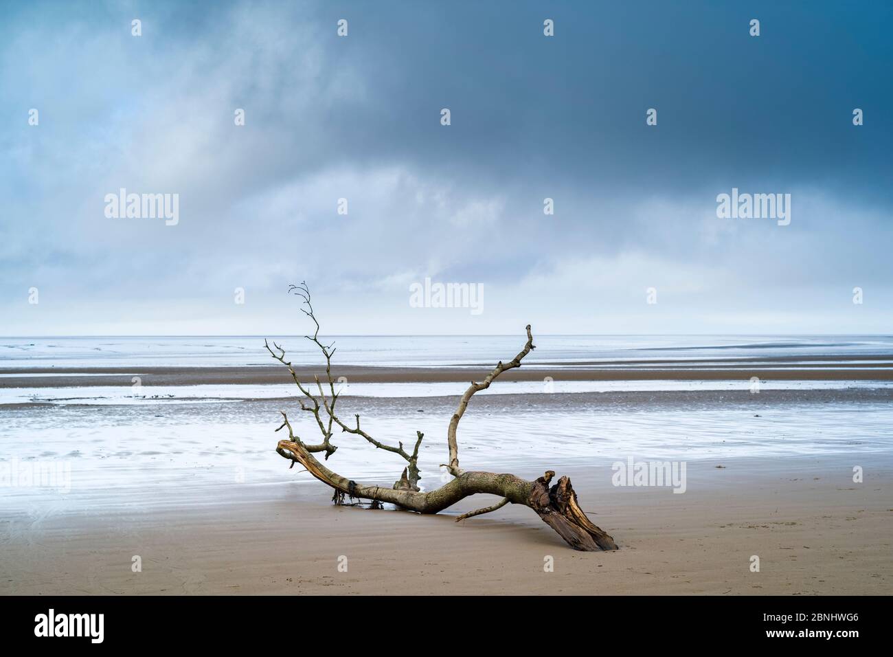 Driftwood - immagine grafica di ramo morto lavato dal mare del canale di Bristol sulla spiaggia sabbiosa di Burnham-on-Sea, Somerset, Regno Unito Foto Stock