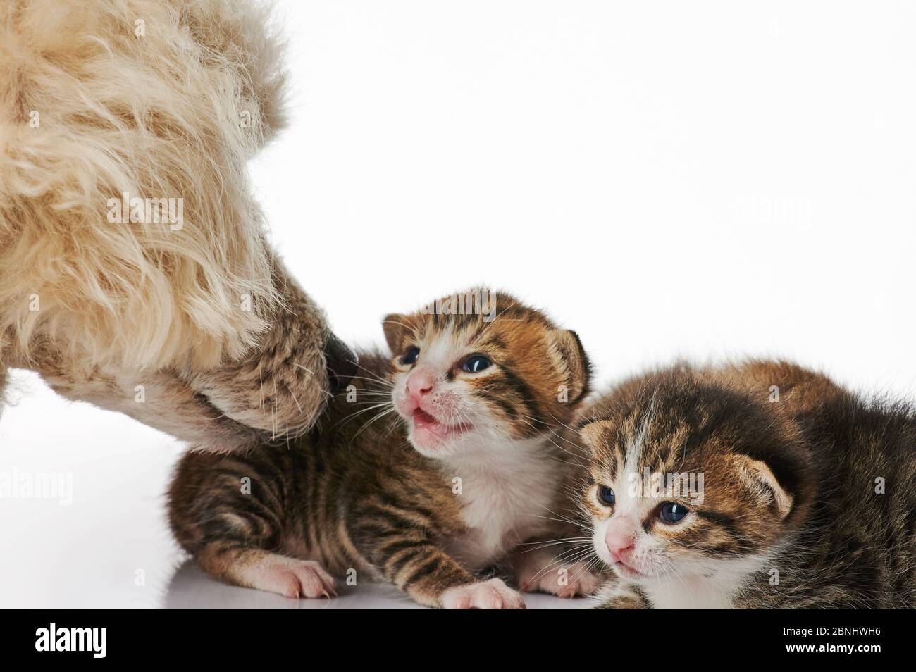 Cane poodle sniff gatto gattino isolato su sfondo bianco Foto Stock