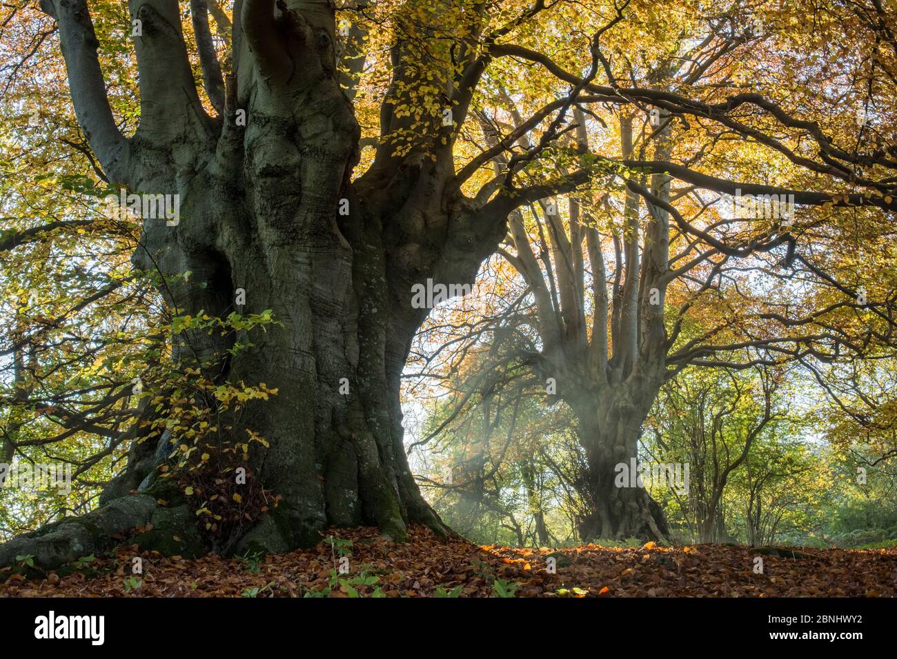 Alberi di faggio antichi (Fagus sylvatica), legno di Lineover, Gloucestershire UK. Il secondo faggio più grande in Inghilterra in primo piano. Novembre 2015. Foto Stock