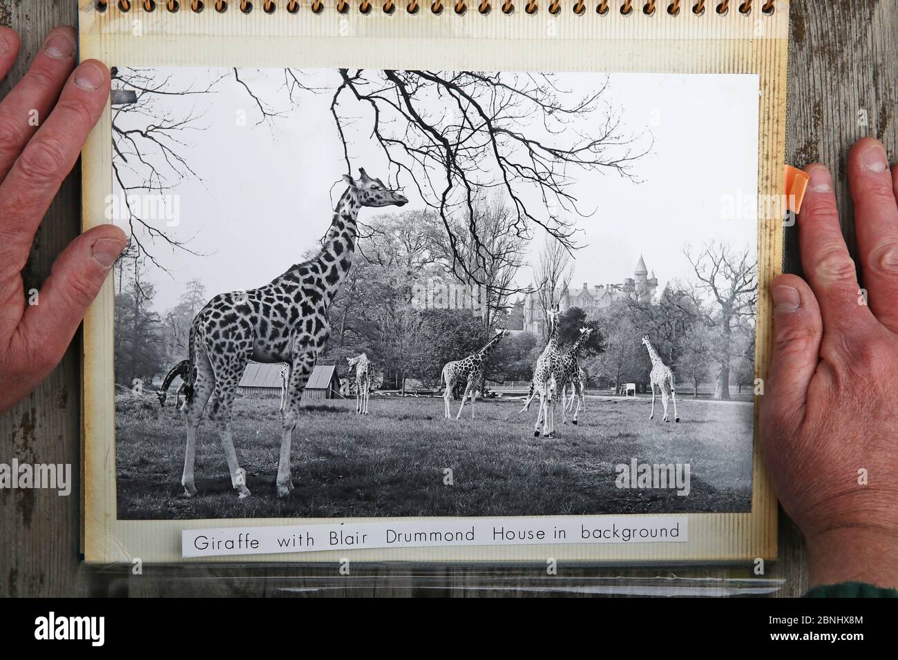 Una fotografia da quando il Blair Drummond Safari Park di Stirling ha aperto per la prima volta mentre il parco celebra il suo 50° anniversario. Foto Stock
