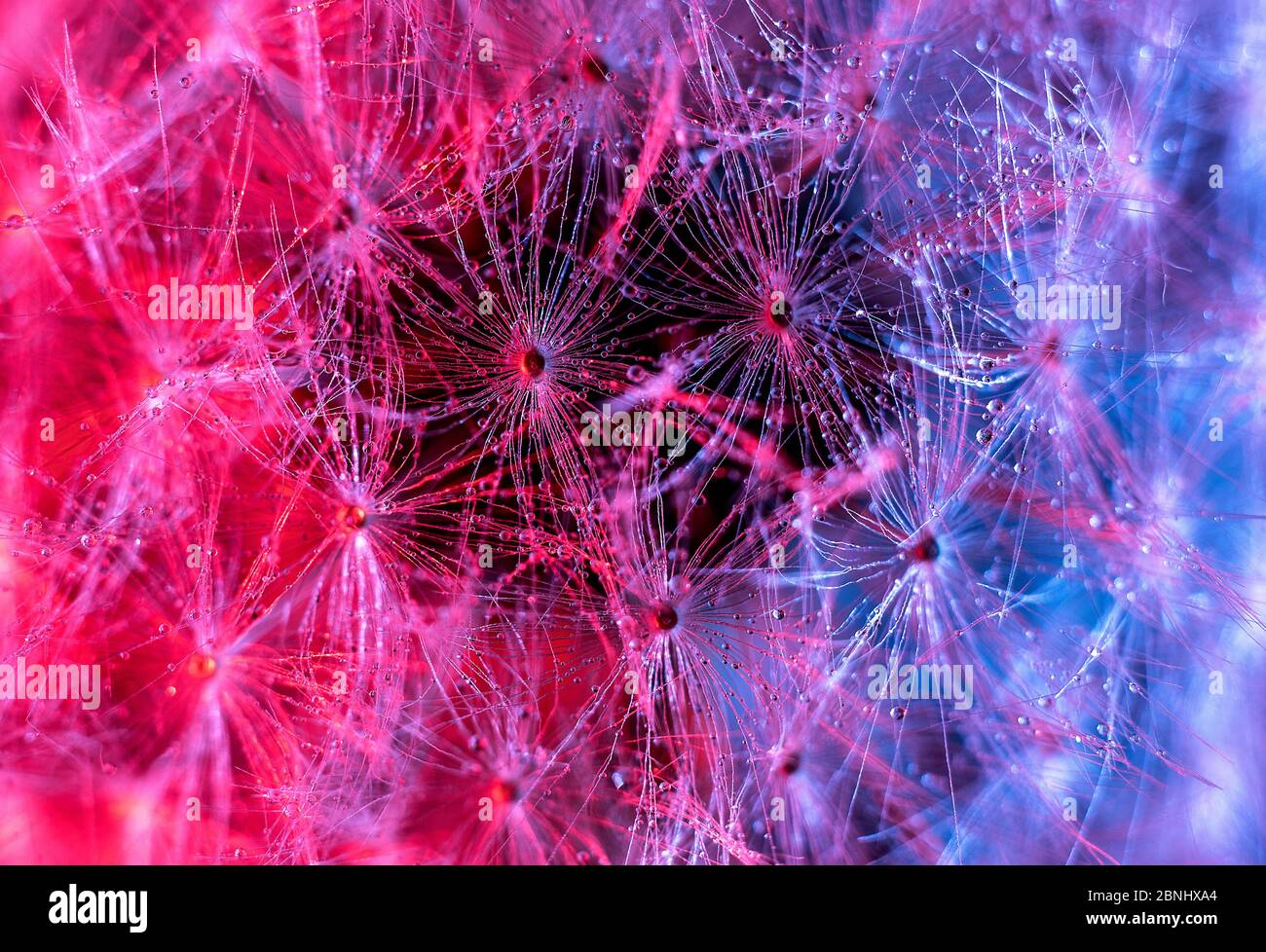Semi di orologio con luce colorata per migliorare i dettagli - Extreme ravvicinato, Regno Unito Foto Stock