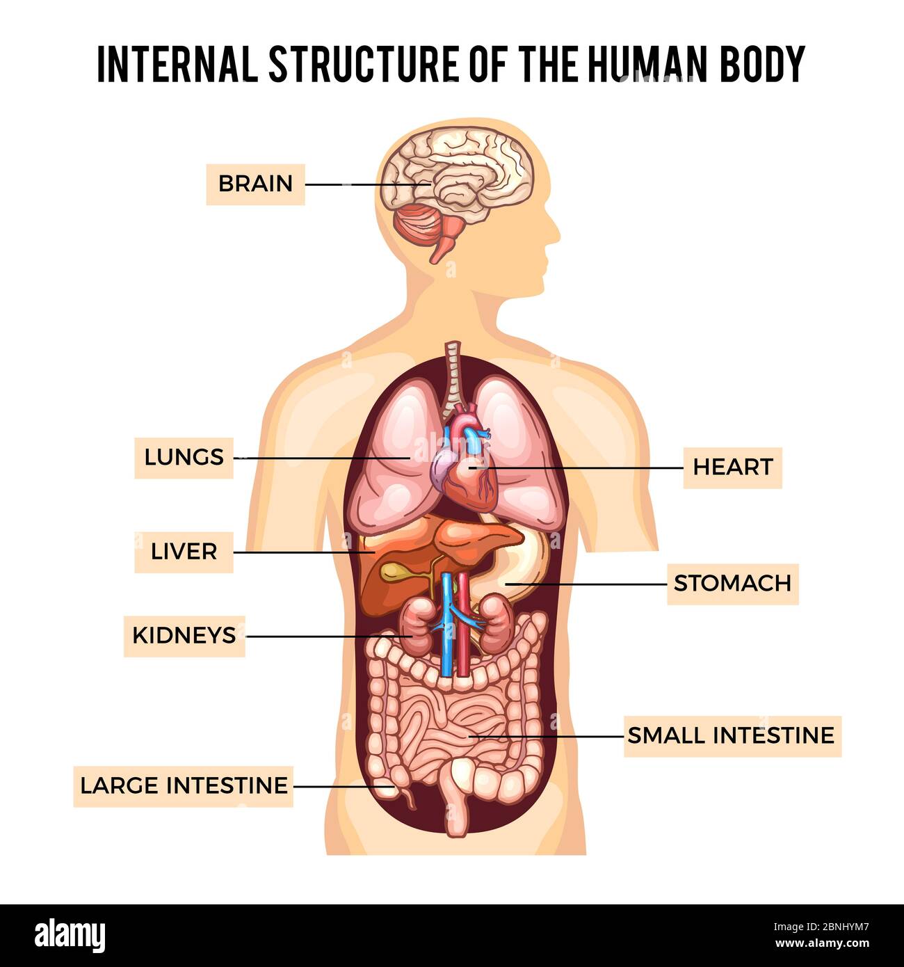 Corpo umano e sistemi di organi. Infografica vettoriale Illustrazione Vettoriale