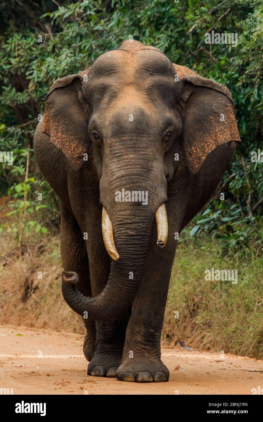 Elefante dello Sri Lanka (Elephas maximus maximus) a piedi, Parco Nazionale dello Yala, Provincia del Sud, Sri Lanka. Foto Stock