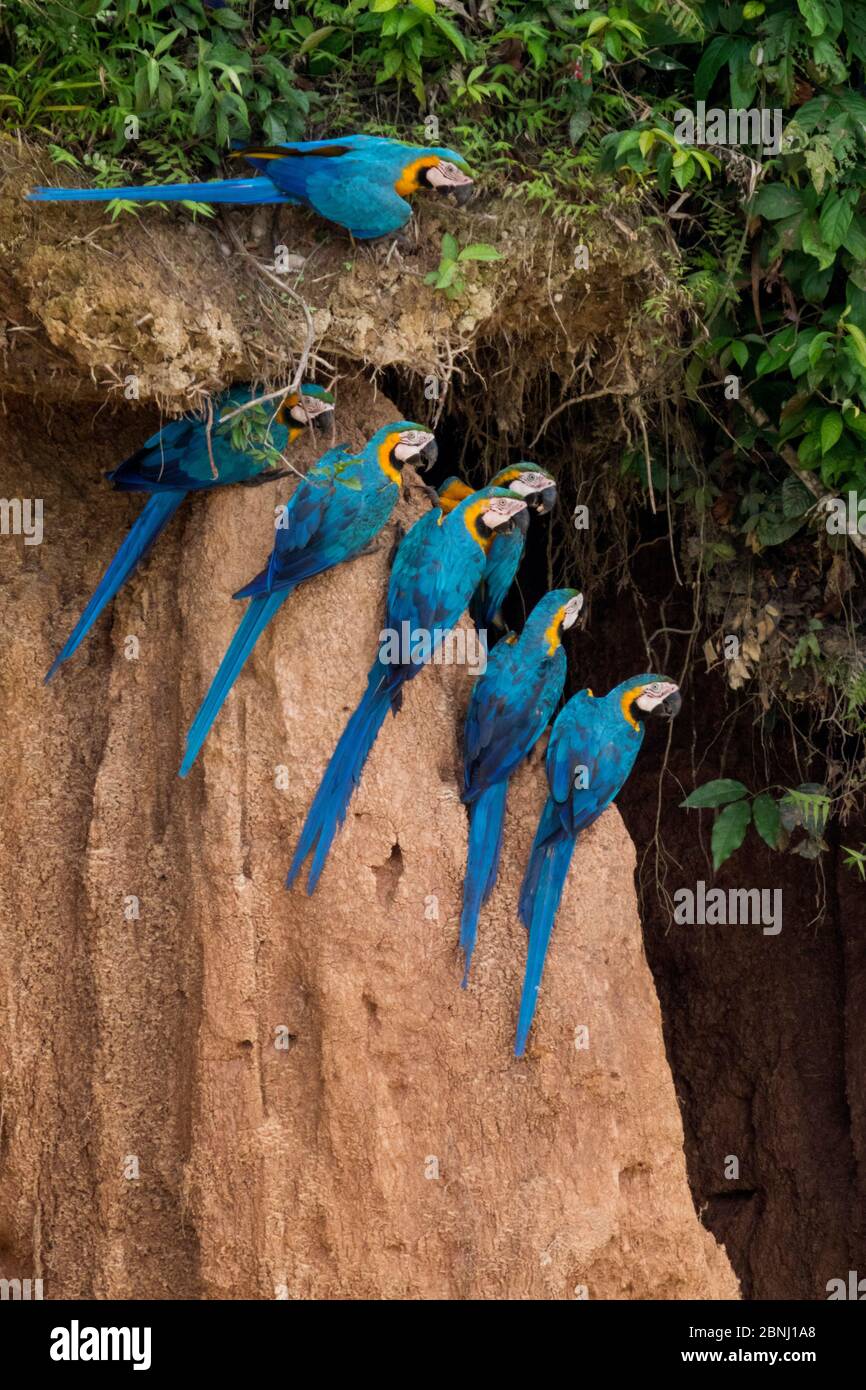 Macaws blu e giallo (Ara ararauna) al claylick vicino al fiume Tambopata, Tambopata riserva, Madre de Dios, Perù. Foto Stock
