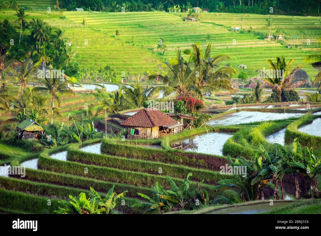 Piccola capanna Jatiluwih risaie terrazze nel tardo pomeriggio leggero Bali Indonesia Foto Stock