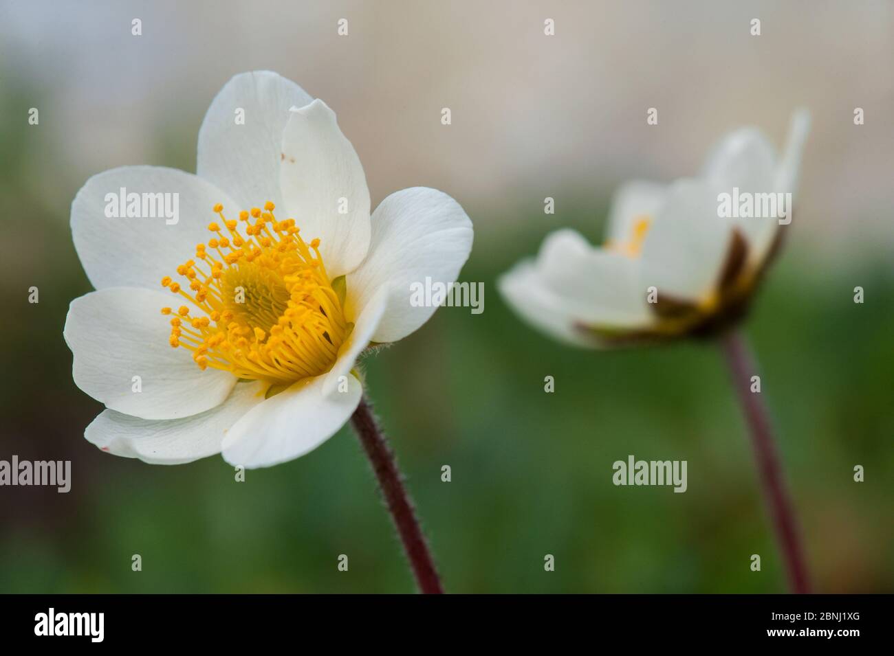 White Dryas / Mountain Avens / White Dryad (Dryas octopetala), ritratto di fiori, Austria Foto Stock