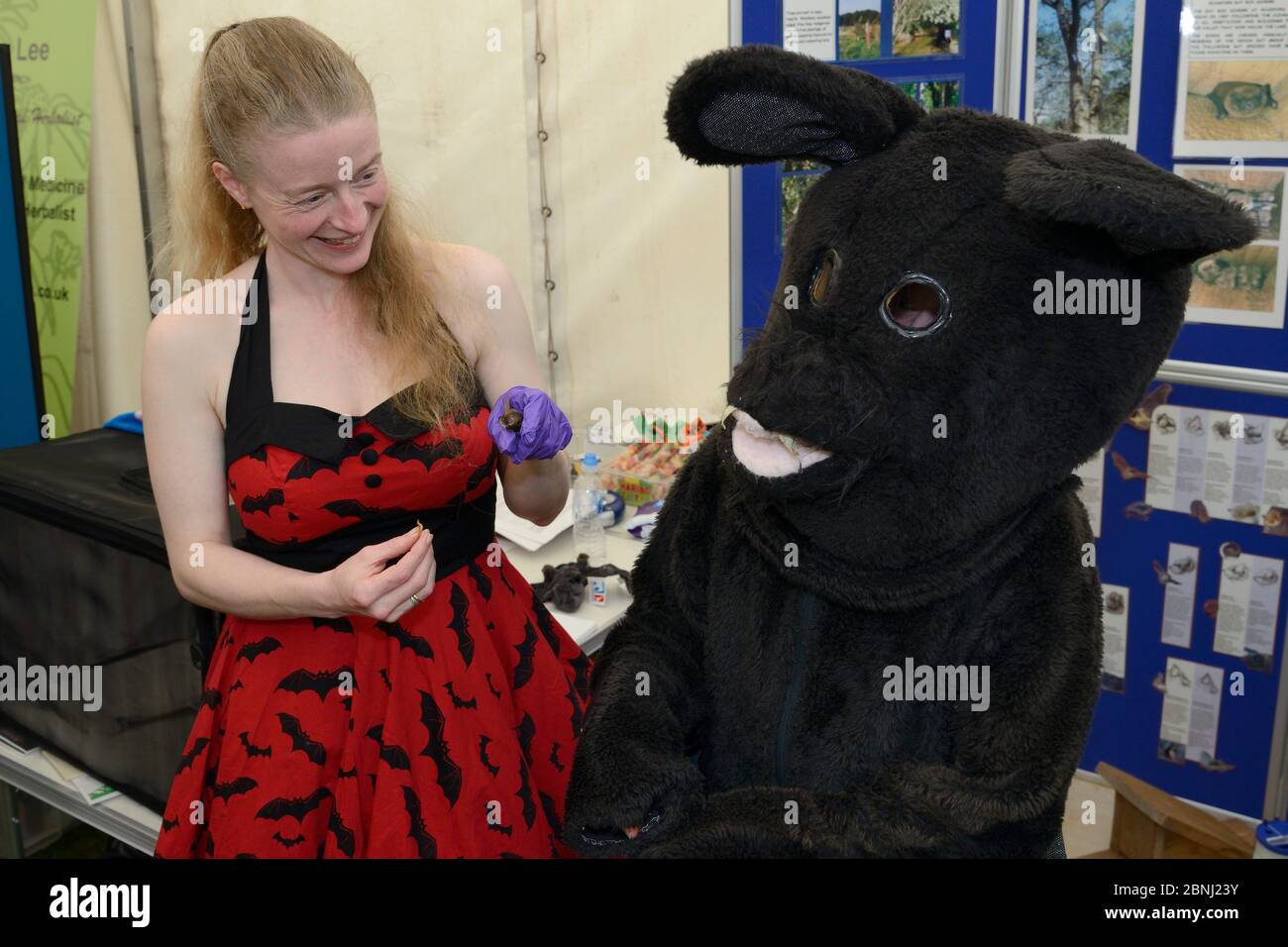 Samantha Pickering si prepara a dare da mangiare a un malcapite bruno a orecchie lunghe (Plecotus auritus) in un evento di coinvolgimento pubblico, accanto a sua figlia vestito Foto Stock