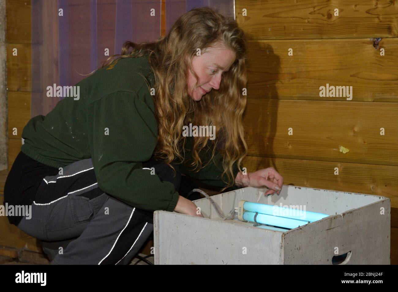 Samantha Pickering all'interno della sua gabbia di volo che controlla una trappola di falma che attrae gli insetti attraverso la maglia per recuperare i pipistrelli per catturare prima di rilasciare bac Foto Stock