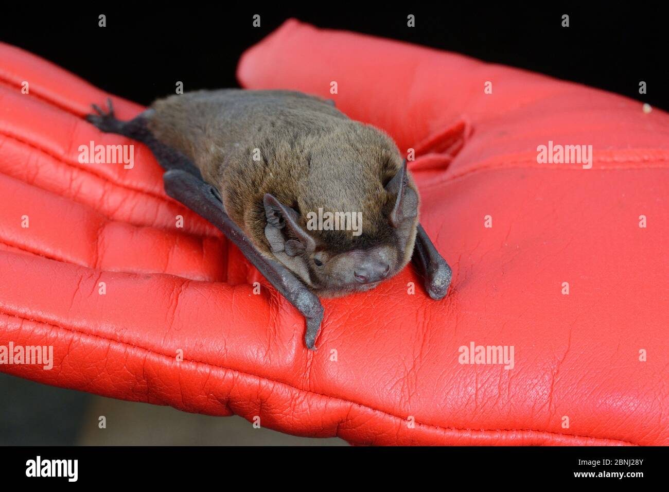 Nico, tenuto in mano, North Devon Bat Care, Barnstaple, Devon, UK, giugno 2016. Modello Foto Stock