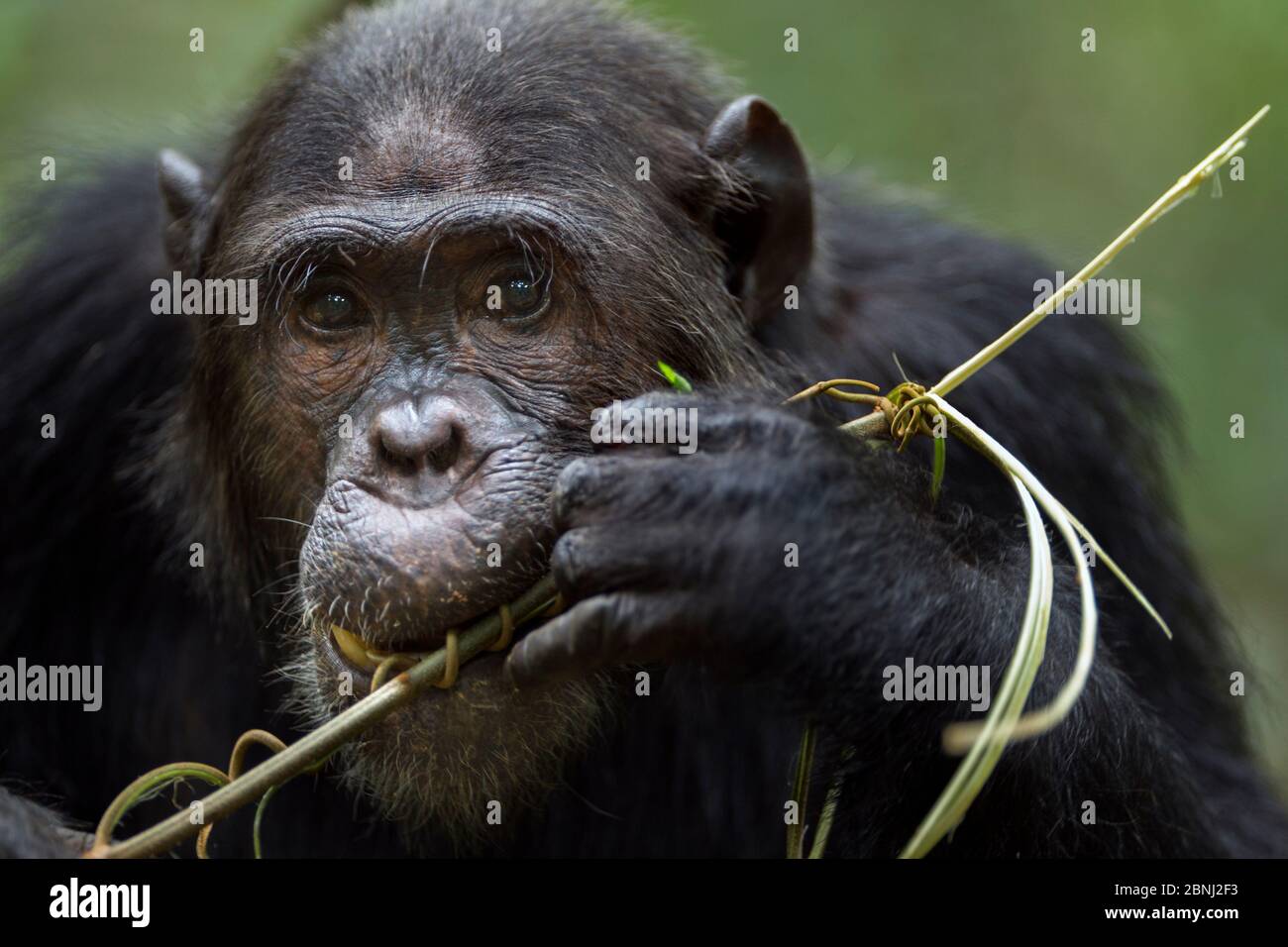 Scimpanzé orientale (Pan troglodytes schweinfurtheii) maschio 'Faustino' di età 23 anni che si nutrice di viti - ritratto. Parco Nazionale di Gombe, Tanzania. Maggio 201 Foto Stock