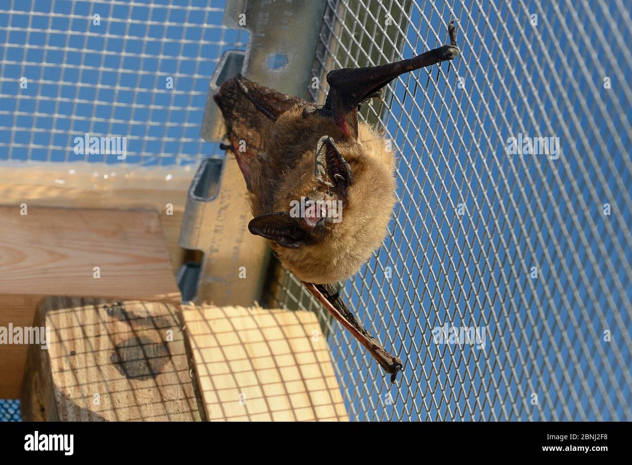 BAT serotina (Eptesicus serotinus) salvato che riposa e riechoclocalizza su fili di una gabbia di volo dove il suo recupero e la capacità di volare è in fase di test Foto Stock