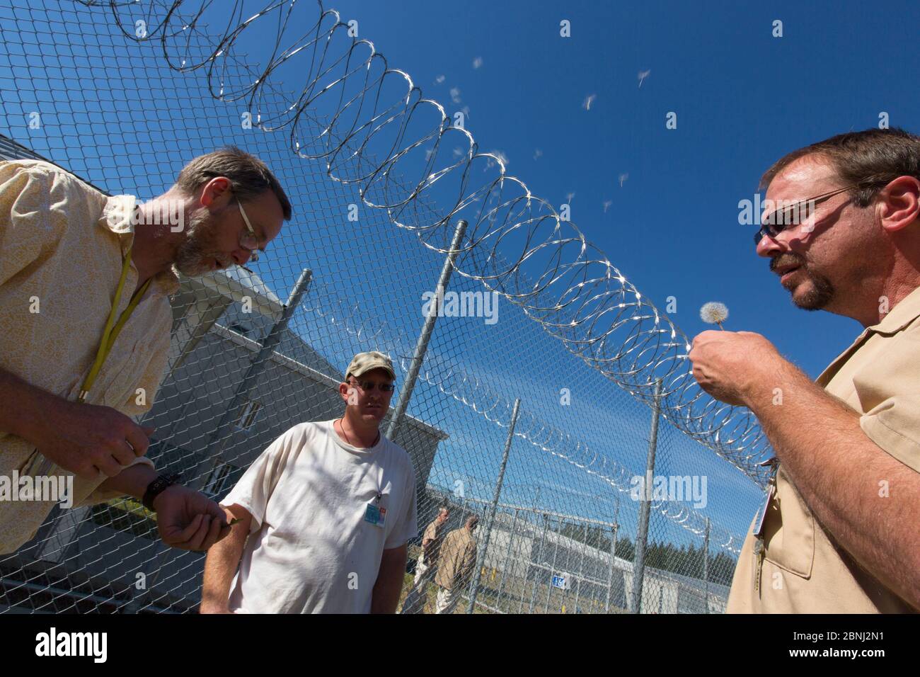 Detenuti che tendono a piantare piante di prateria indigene come parte del programma Sustainability in Prison, Stafford Creek Corrections Center, Washington, USA. Set Foto Stock