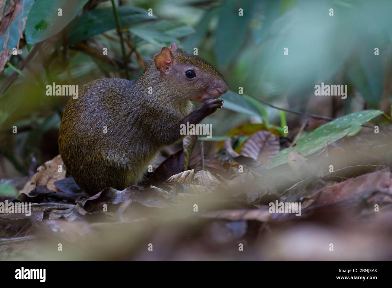 Agouti dell'America centrale (Dasyprocta punctata) nella foresta pluviale tropicale, isola di Barro Colorado, lago Gatun, canale di Panama, Panama. Foto Stock