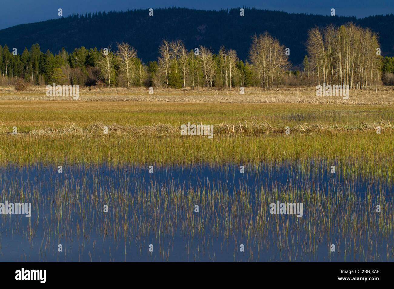 Ogni anno allagato zona, un habitat ideale per la riproduzione di rana macchiata Oregon (Rana pretiosa). Conboy Lake National Wildlife Refuge, Washington, USA Foto Stock