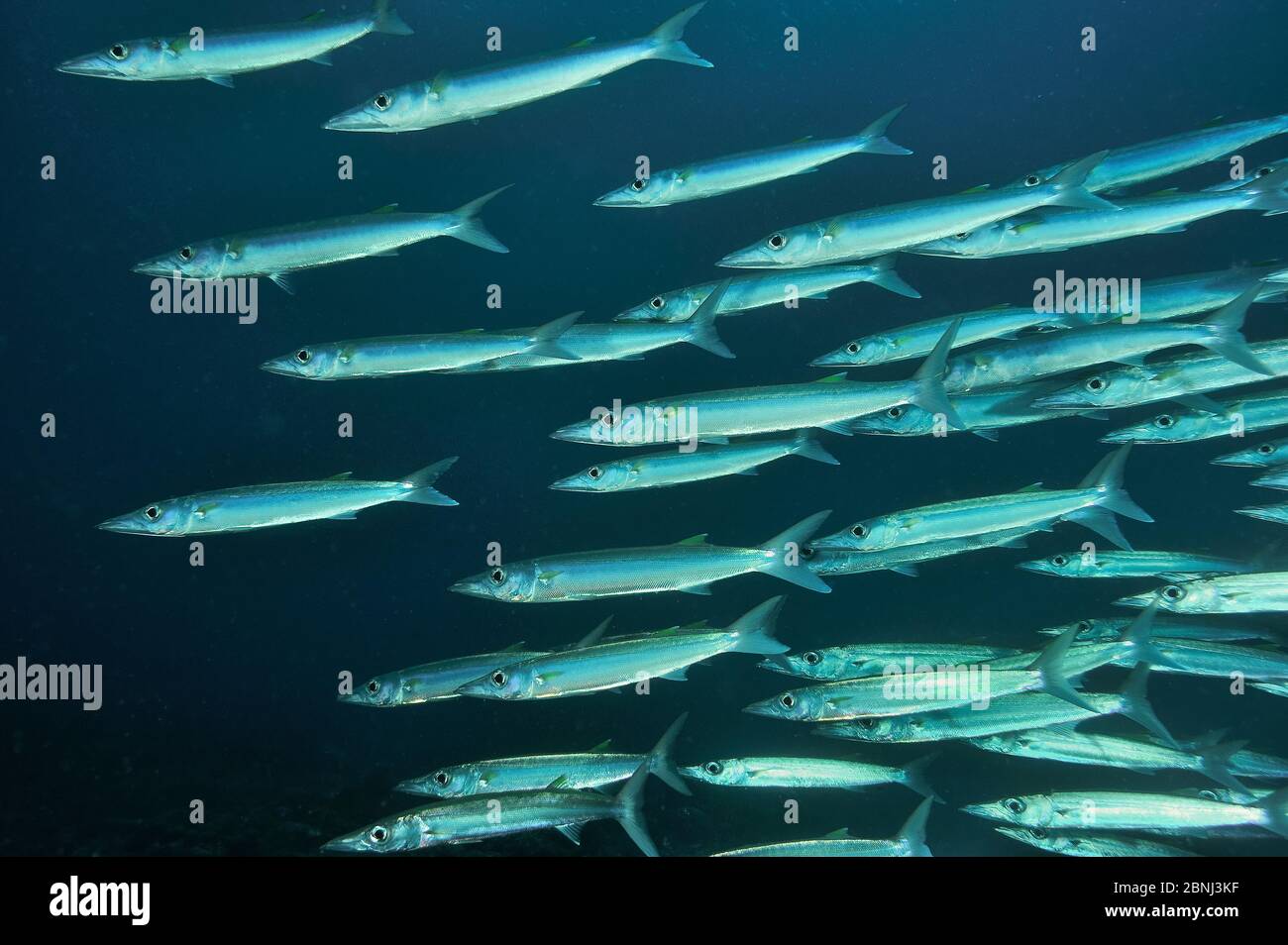 Bigeye barracuda (Sphyraena forsteri) Palau, Mare delle Filippine Foto Stock