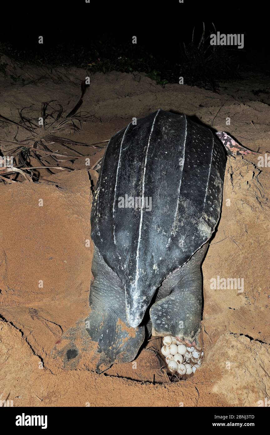 Tartaruga marina leatherback (Dermochelys coriacea) uova di notte sulla spiaggia di Mana, Guyana francese Foto Stock