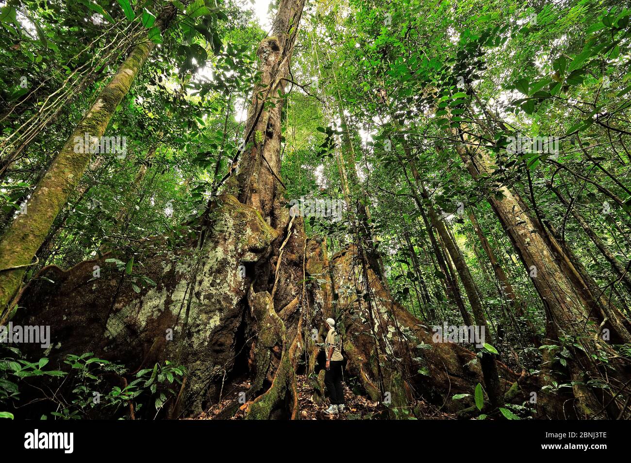 Uomo alla base di un enorme albero tropicale con radici aeree, Guiana francese Foto Stock