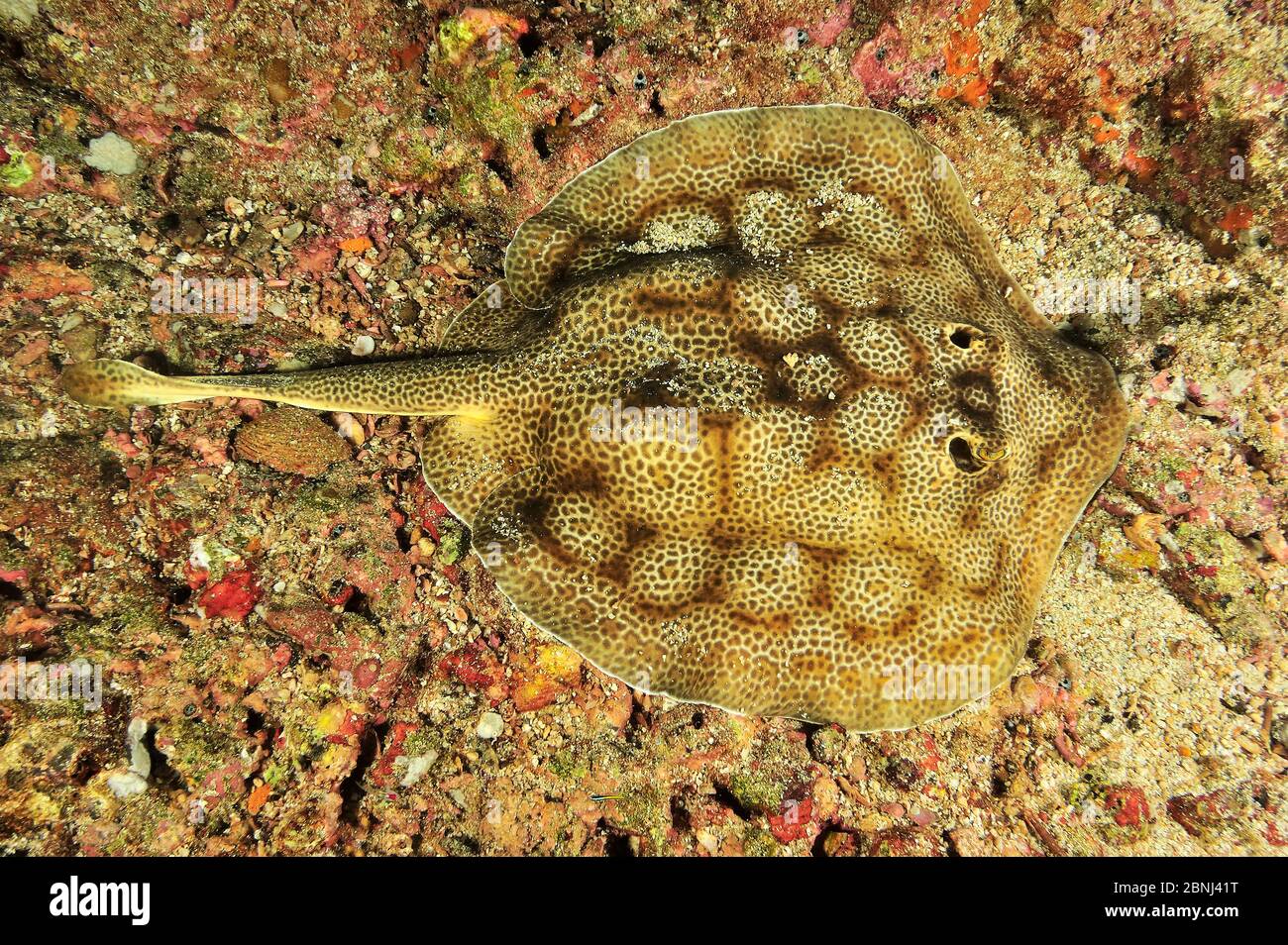 Raggio rotondo di Haller (Urolophus / Urobatus halleri) che si stese sul fondo, Oceano Pacifico di Panama Foto Stock