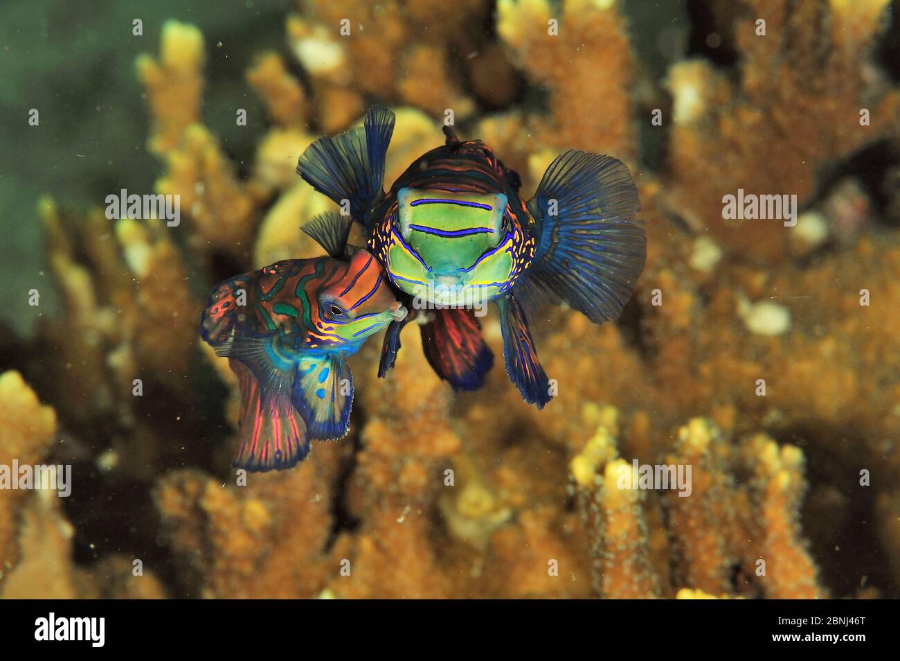 Una femmina di pesce mandarino (Synchiropus splendidus) alimentazione del  dito formazione corallina Foto stock - Alamy