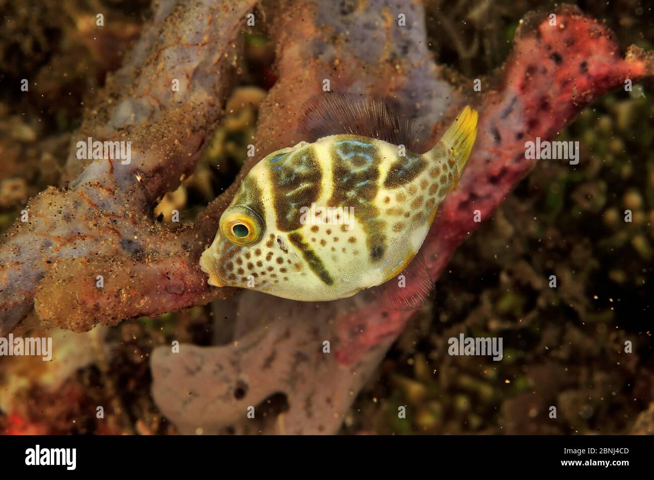 Falso / imita puffer / Blacksaddle Filefish (Paraluteres prionurus) Sulu Sea, Filippine Foto Stock