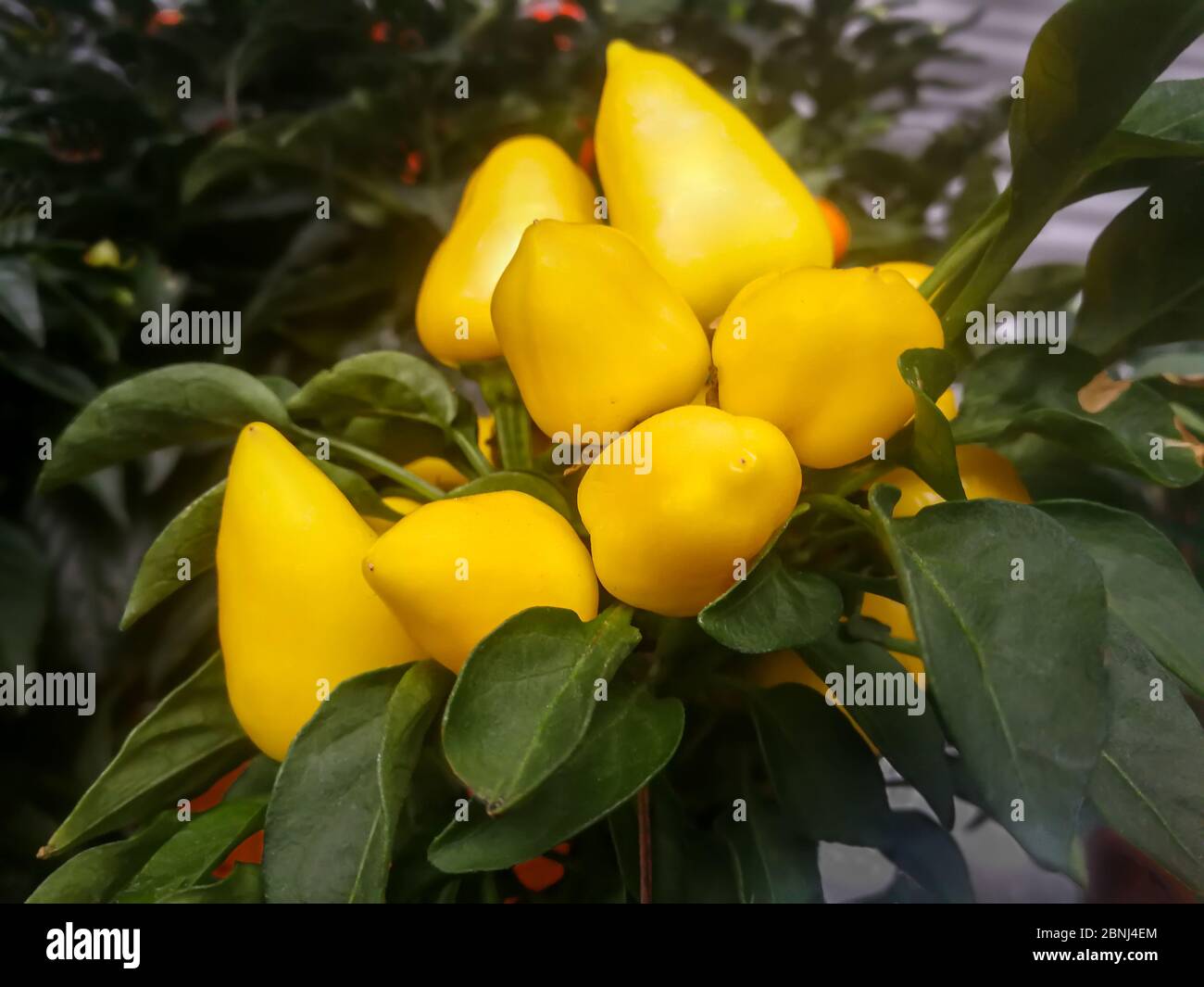 Paprika (capsicum annuum) giallo su un arbusto. Foto Stock