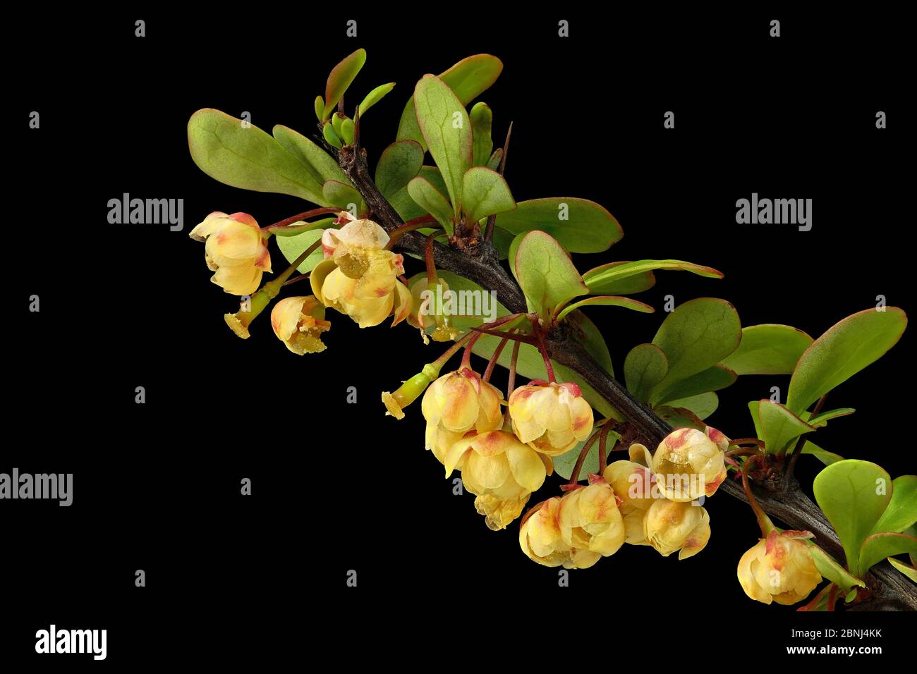 Comune barberry (Berberis vulgaris), torbola acerata, aceto bacche. Spesso usato come siepe di spina. Foto Stock