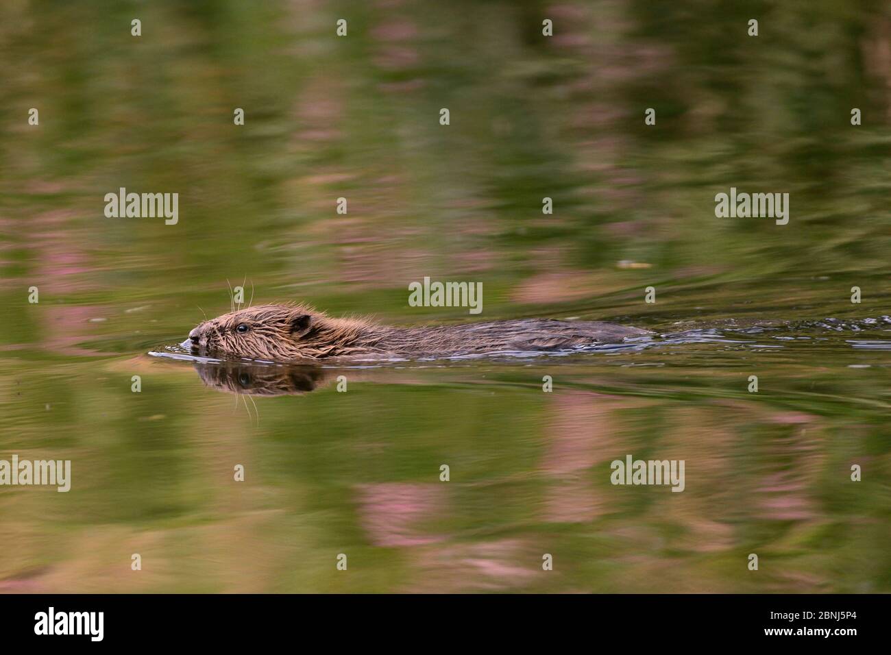 Giovane castoro eurasiatico (fibra di Castor) kit nuoto, River Otter vicino al suo Lodge con fiori di balsamo Himalayan (Impatiens glandulifera) riflesso nel Foto Stock