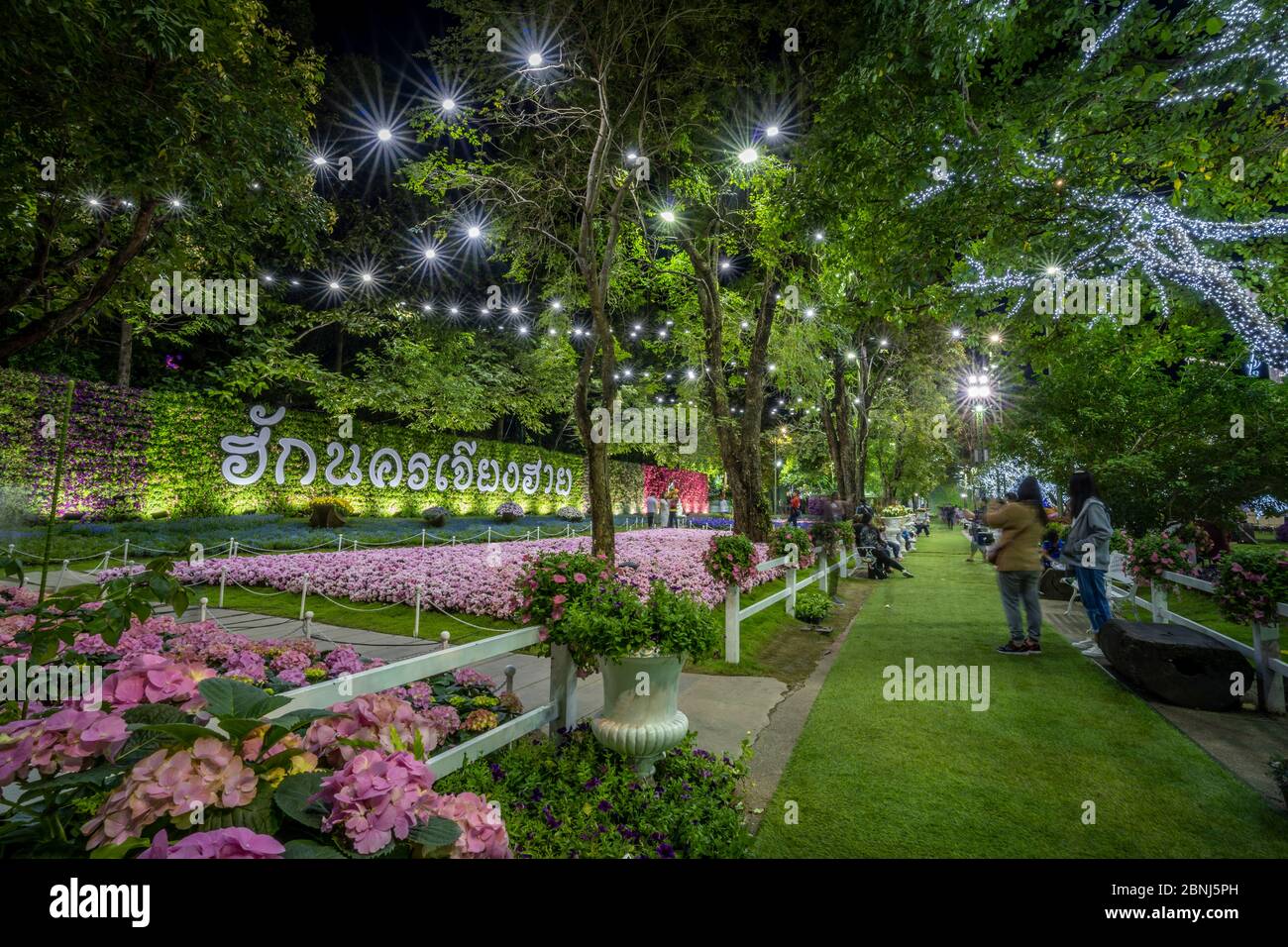 Fiori bellissimi e colorati in Chiang Rai Fiore Festival di notte, Chiang Rai, Thailandia, Sud-est asiatico, Asia Foto Stock