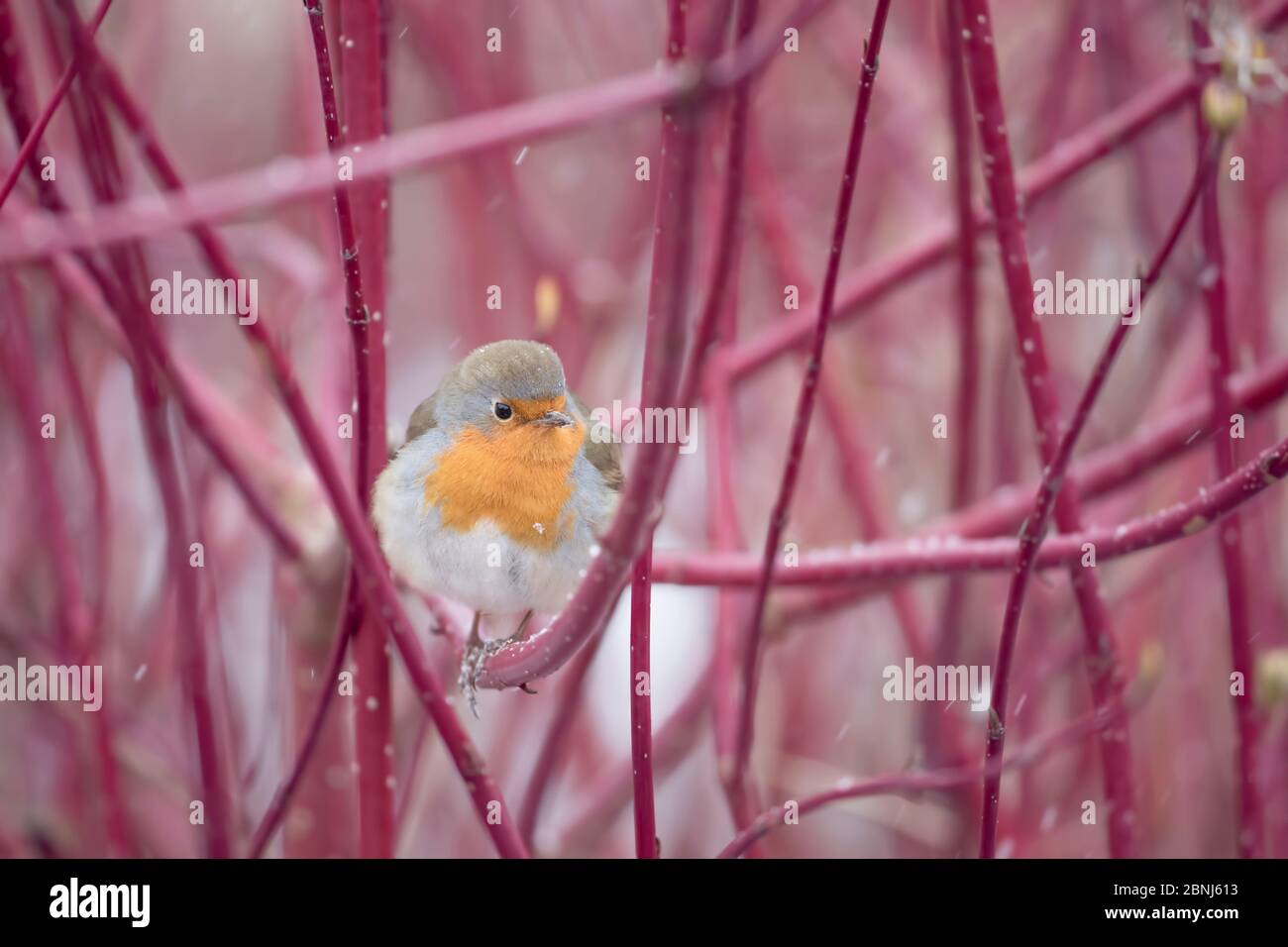 Una rapina europea (Erithacus rubbecula) invecchia in un colorato tegame di dogwood una mattina invernale a Richmond Park, Richmond, Greater London, E. Foto Stock