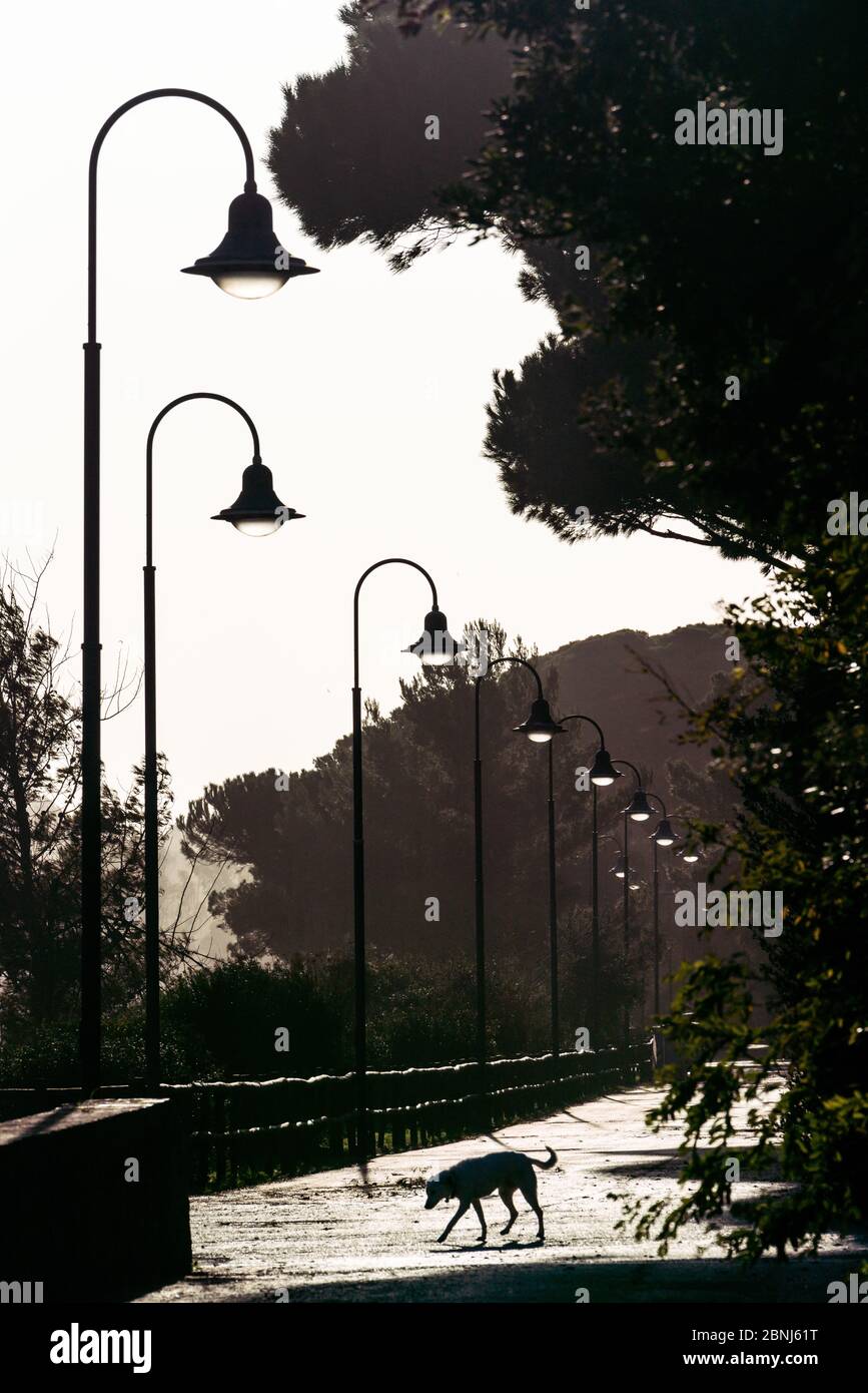 Moody silhouette di cane solista che fora sul sentiero in riva al mare fiancheggiato da tradizionali lampioni, Punta Ala, Toscana, Italia, Europa Foto Stock